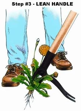 Grampas Weeder - The Original Stand Up Weed Puller Tool with Long Handle - Made with Real Bamboo  4-Claw Steel Head Design - Easily Remove Weeds Without Bending, Pulling, or Kneeling